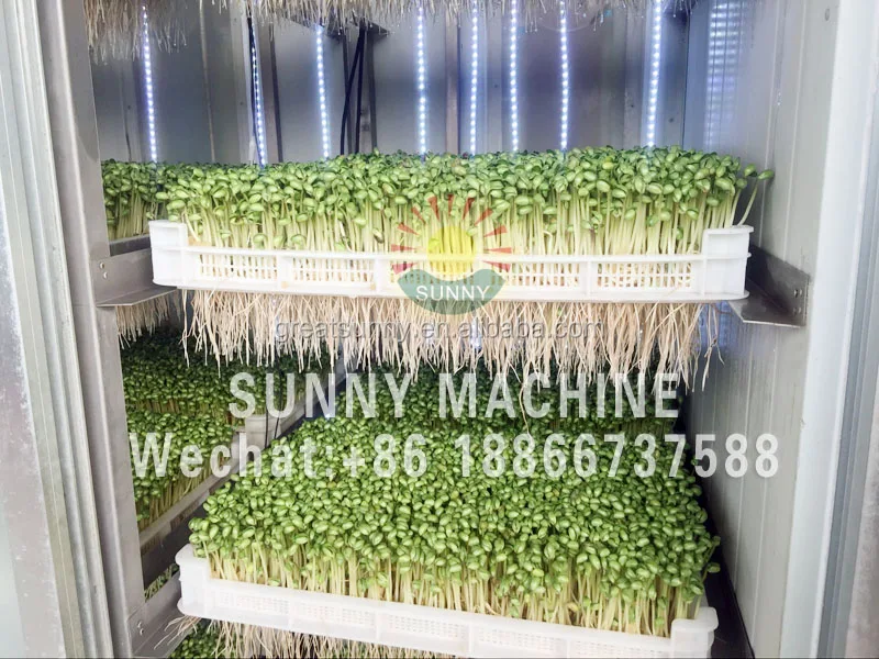 Automatic hydroponic vegetable machinery for Growing Alfalfa, wheat, Brassica, lettuce of machine