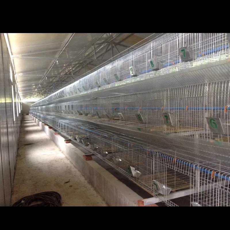 Hot Sale for China Standard Rabbit Layer Cage(ISO9001) with Automatic Machine