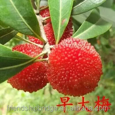 High quality Myrica Rubra Waxberry Tree Seedlings