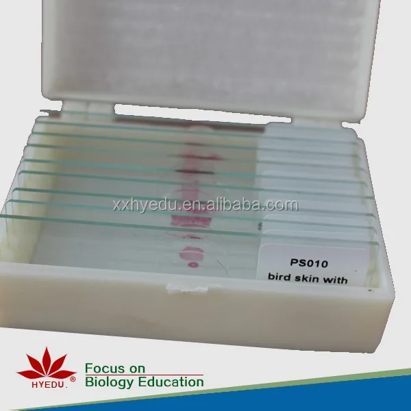 
High quality bacteria prepared slides Prepared microbiology bacteria slide set laboratory accessories 
