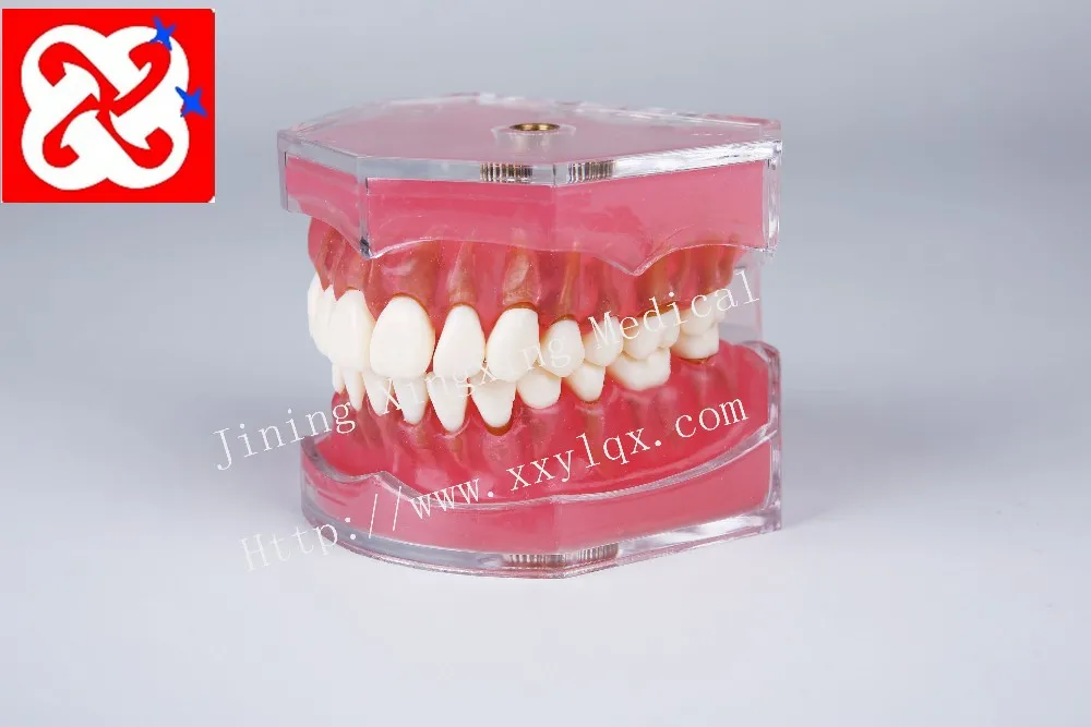 Extractable teeth model demonstrate tooth structure anatomy practice model with soft silicone gum adult