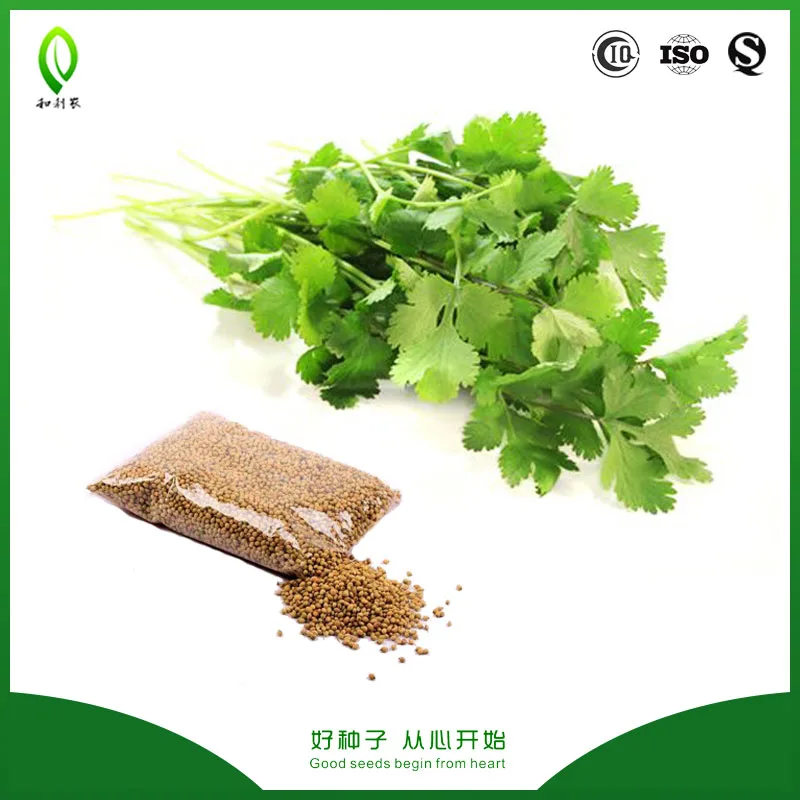 
Chinese vegetable coriander seeds export and import 