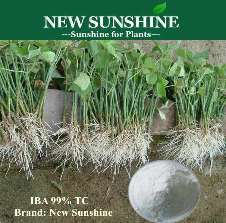 Plant Rooting Hormones Indole Butyric Acid (IBA)