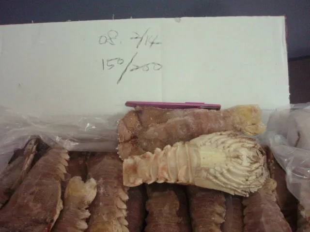  Замороженный песчаный Лобстер из Вьетнама