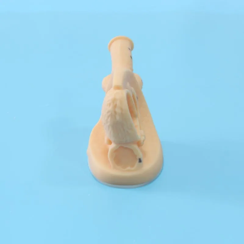 Care Hot Sale Chinon Women Male Simulator Advanced Nursing Training Urethral Catheterization Female Genital Model