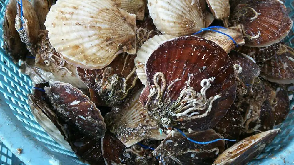 
Japanese Seafood Importer High Quality Fresh Shell Scallop Wholesale 