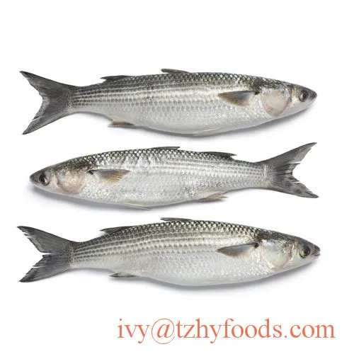 
frozen fish grey mullet getted/WR (mugil cephalus) for sale 