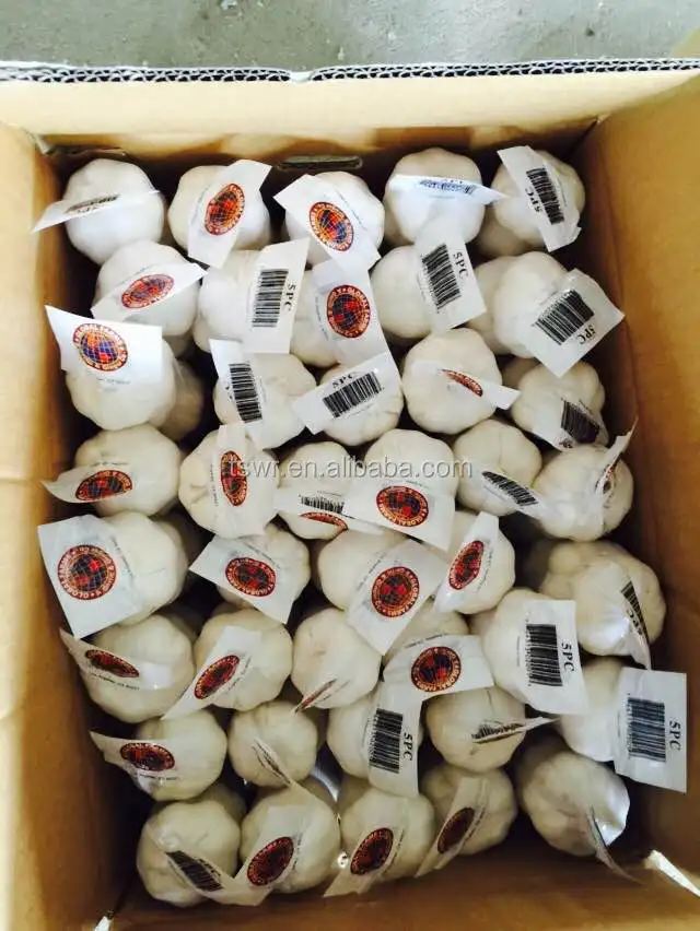 shandong garlic white garlic  fresh garlic