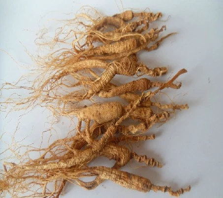 
High Premium Wild Mountain Ginseng Panax Root 