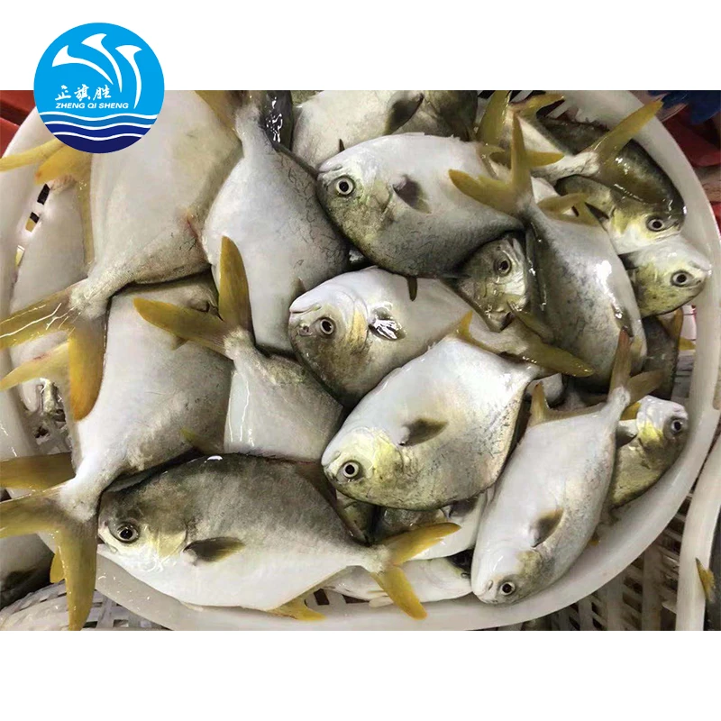 wholesale seafood Frozen Golden Pompano/Golden Pomfret