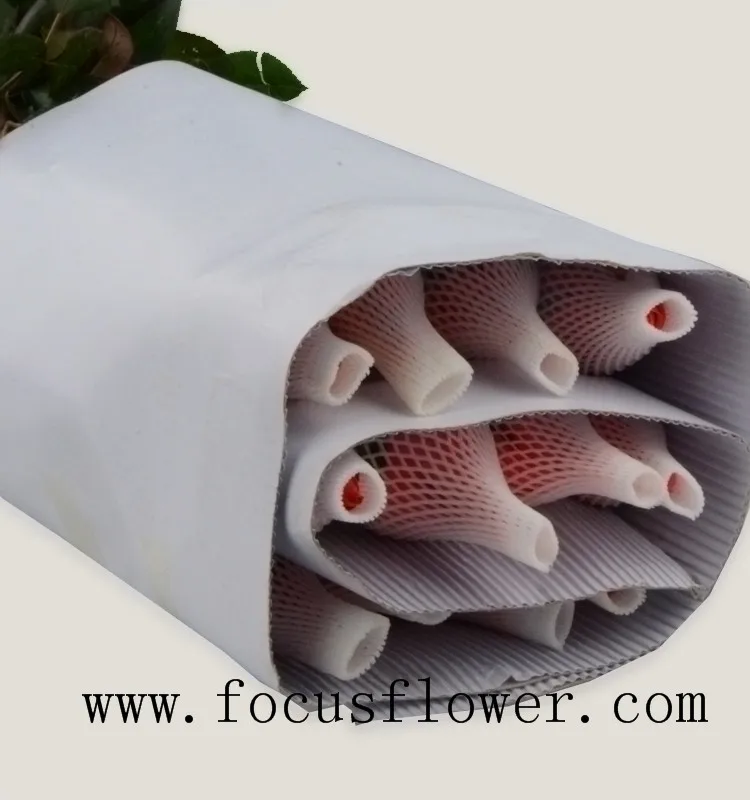 Wholesale fresh cut roses fresh jasmine flowers pink movie star rose from Yunnan