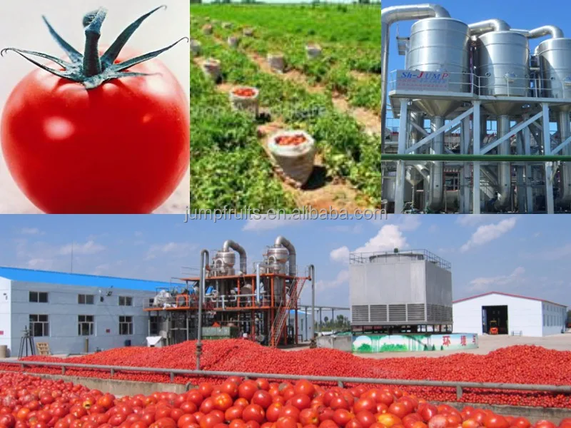 Factory price automatic canned tomato sauce fruit jam production line