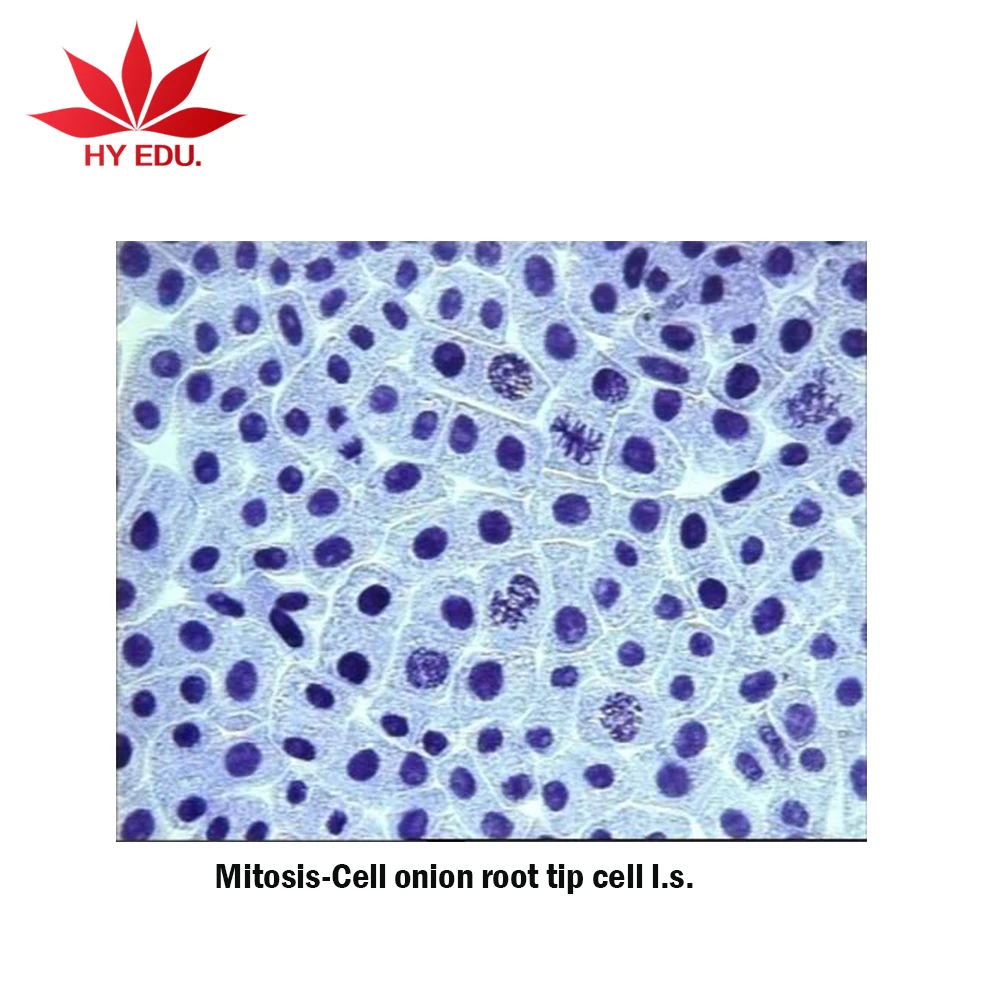 Best-selling Mitosis-cell onion root tip cell l.s microscope prepared slides for university