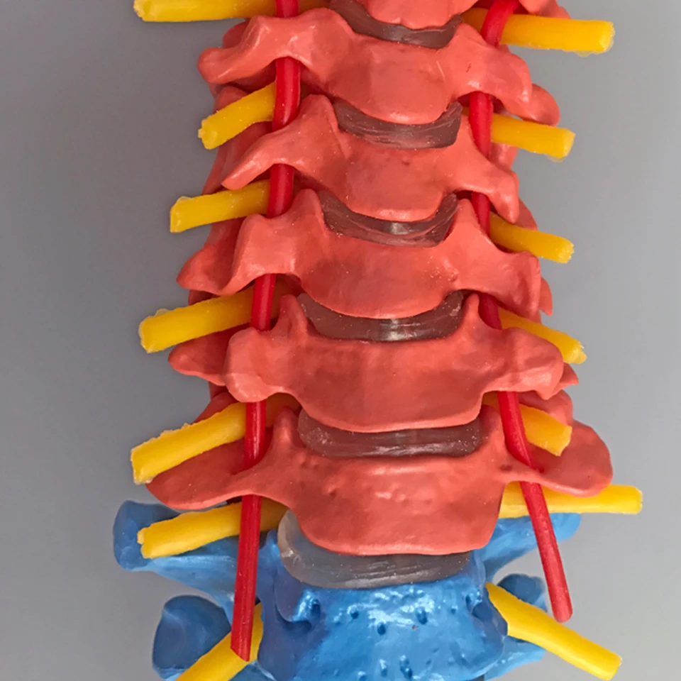 Didactic Vertebral Column with Pelvis Model, Spine Anatomical Model