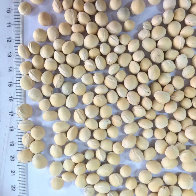 
polished cherry stone cherry pit for pillow pet toy 