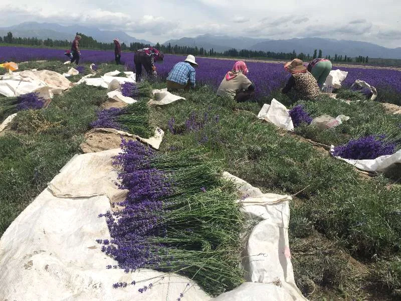 wholesale best quality dry lavender flower pure dried lavender buds