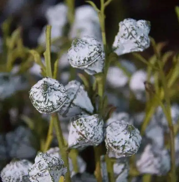 Plant Dry Eucalyptus Fruit Bouquet Wholesale Wreaths Natural Decorative Flowers Wedding Dried Eucalyptus Berry with Stem