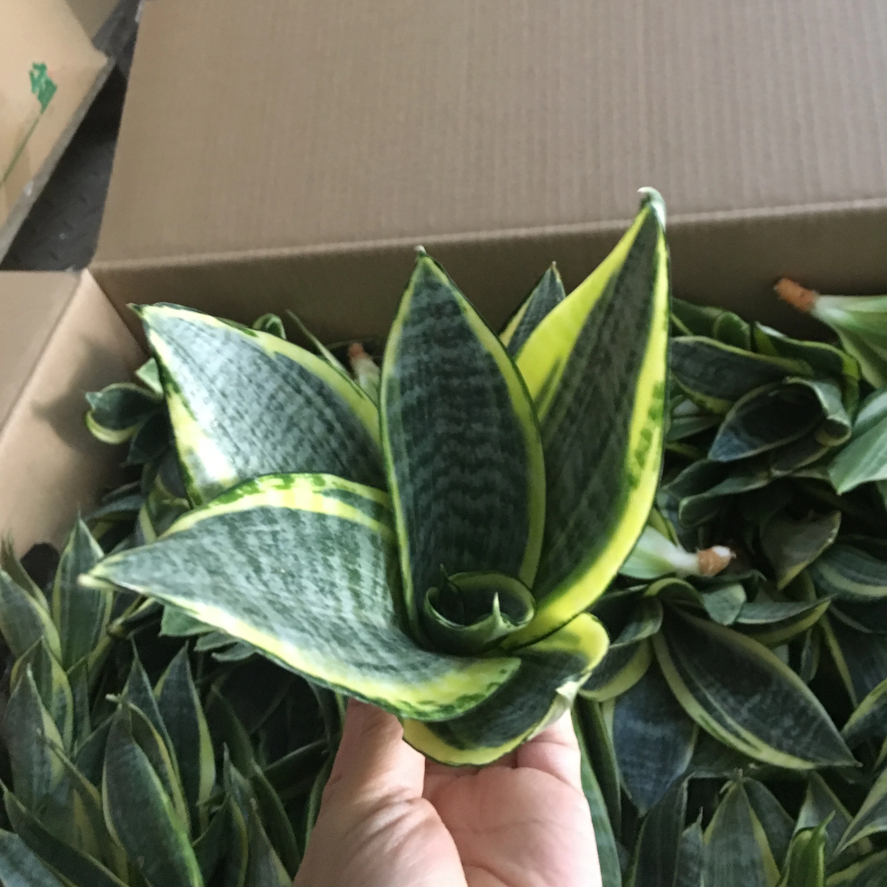  Sansevieria Trifasciata Golden