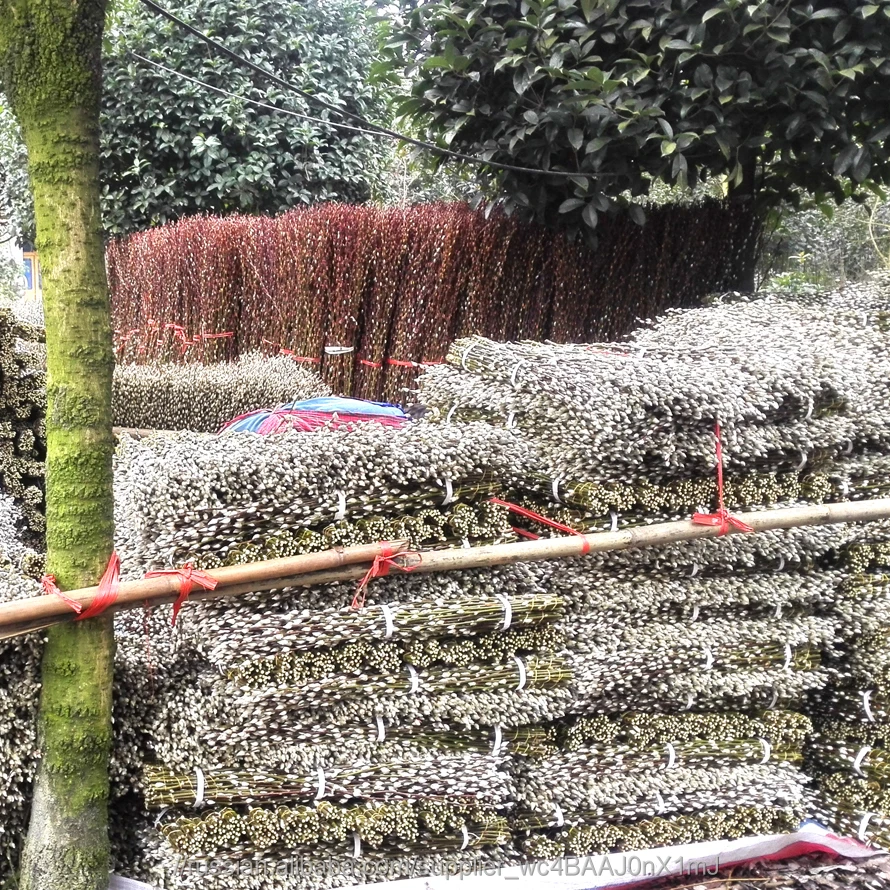 Лидер продаж свежих срезанных цветов белой ивы Salix обработки типа цветок для Празднование украшения дома