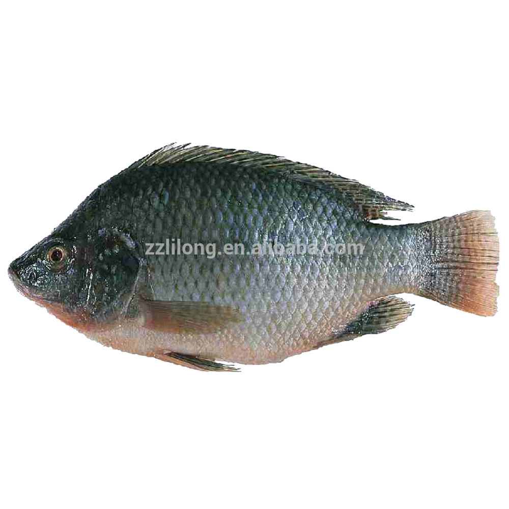 Cheap and Good Quality China Black and Red Tilapia