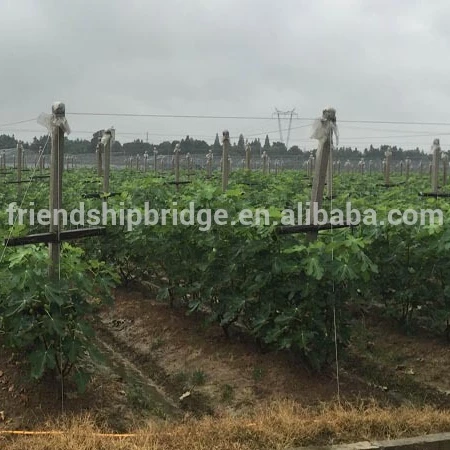 common Fig Trees for Fig fruits