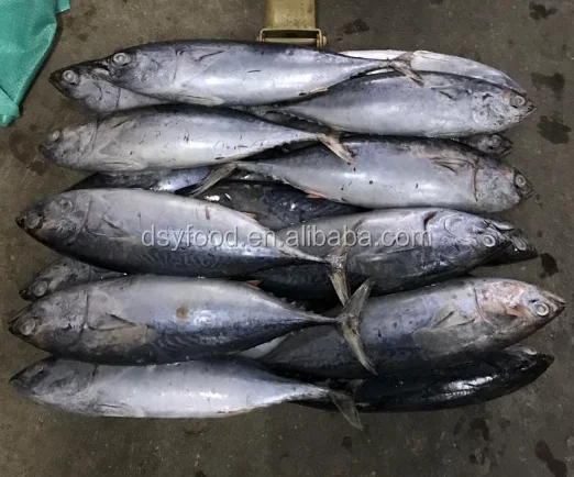 frozen big size bonito tuna WR