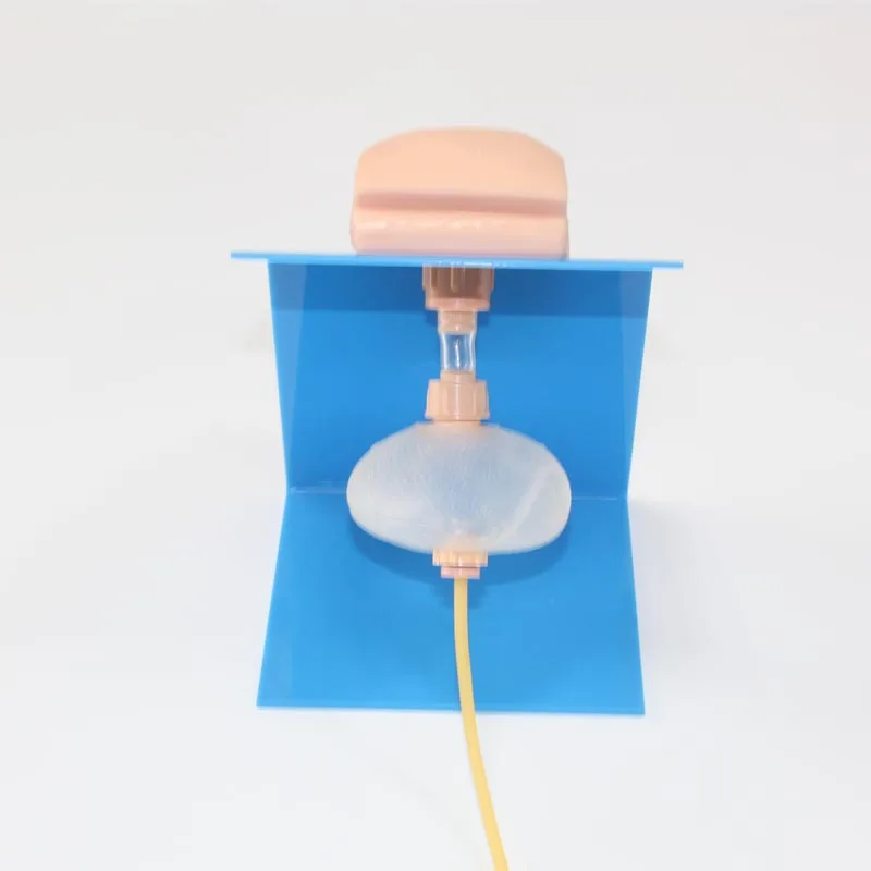 Care Hot Sale Chinon Women Male Simulator Advanced Nursing Training Urethral Catheterization Female Genital Model