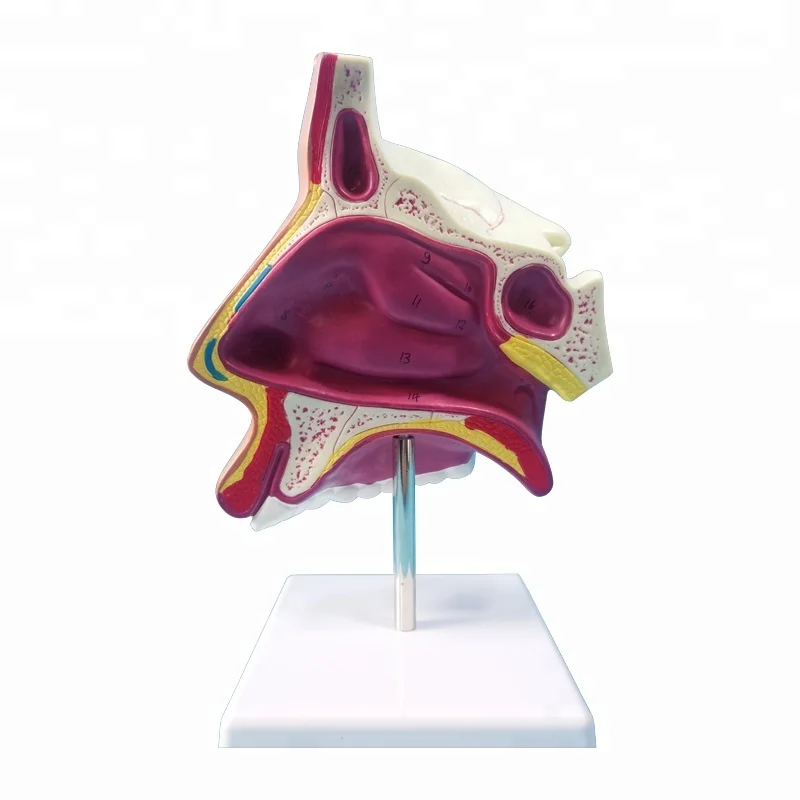 Human Sinus Model Anatomical Nose Model
