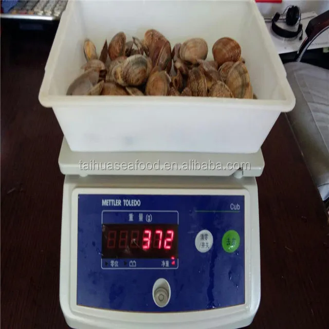 
New boiled fresh short necked clam of different size 