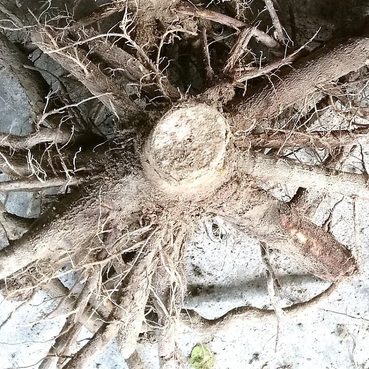 
Китай, холодностойкое быстрорастущее молодое дерево paulownia 9501 для древесины 