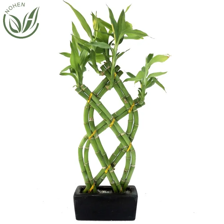Бамбуковое внутреннее украшение на удачу, бамбуковое растение для дома и бамбук на удачу, оптовая продажа