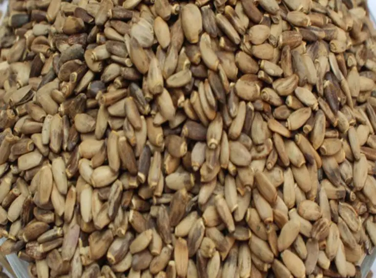 Shui fei ji высокое качество Китай сушеные полностью Горячая Распродажа Семена расторопши