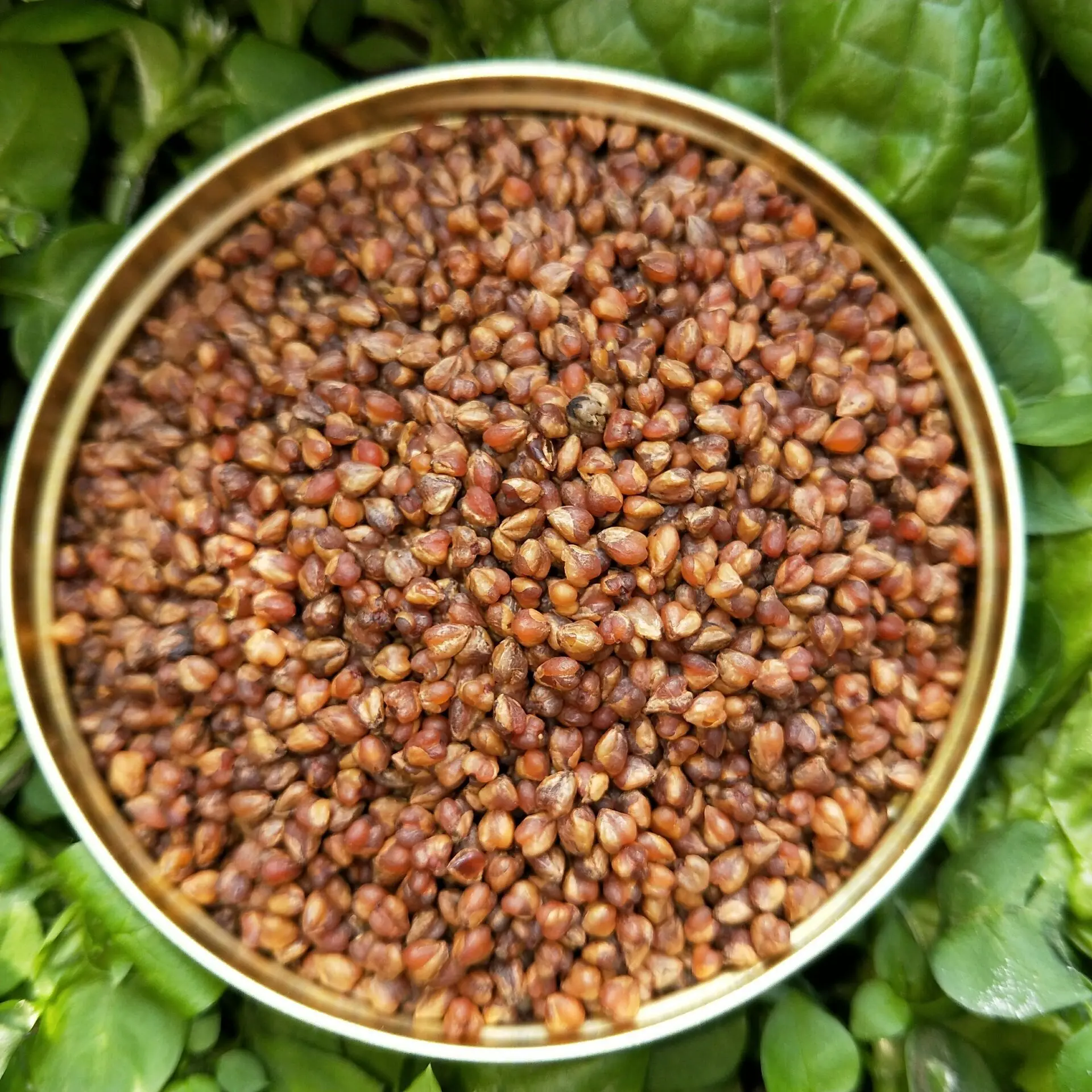 
high mountain black tartary buckwheat tea, Black bitter tartary buckwheat germ herbal tea , Whole embryo buckwheat tea 