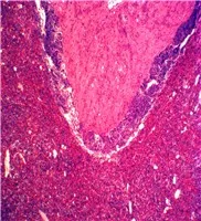 Animal Tissue Microscope Slide Set for Quality Teaching Research Zoology Histology Prepared Slides