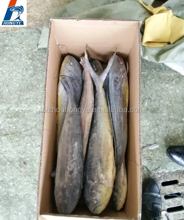 Good Price Frozen mahi mahi fillet/Portion/ Steak for good sale