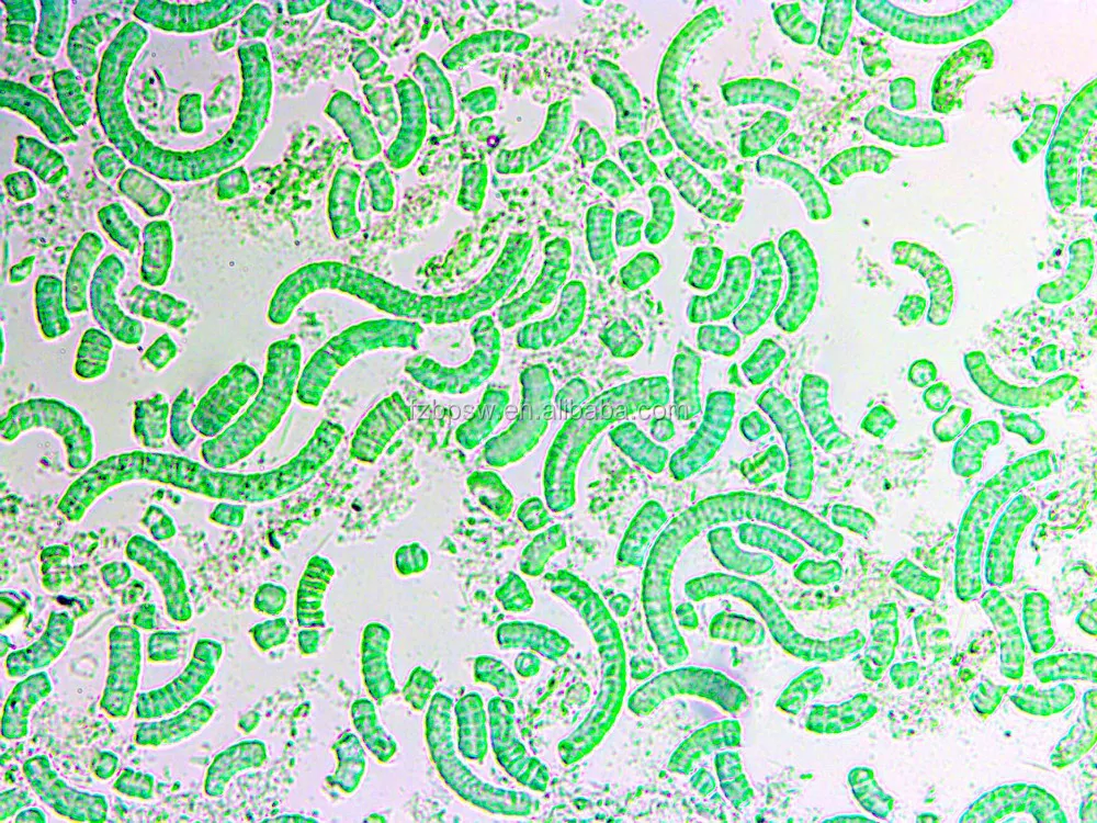 100% Pure High Protein Organic Animal Feed Spirulina Powder