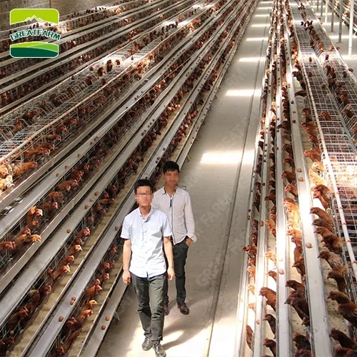 Промышленный куриный дом для продажи в Китае