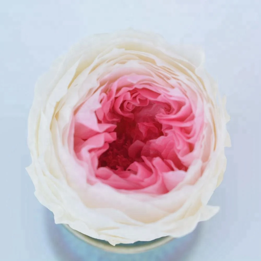 Best Online Export Sells Fresh Preserved Austin Roses Flowers for Key Chain