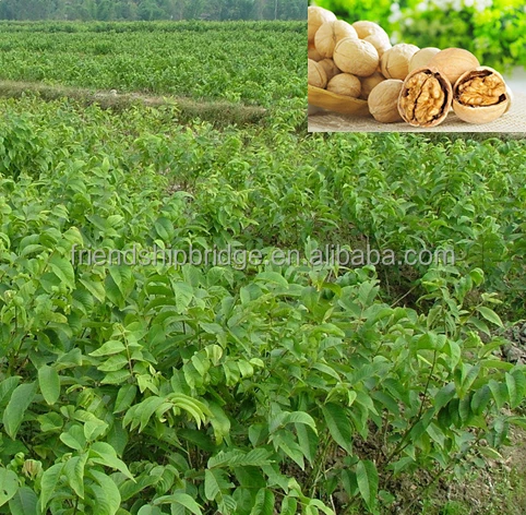 
Chandler Walnut trees nursery 