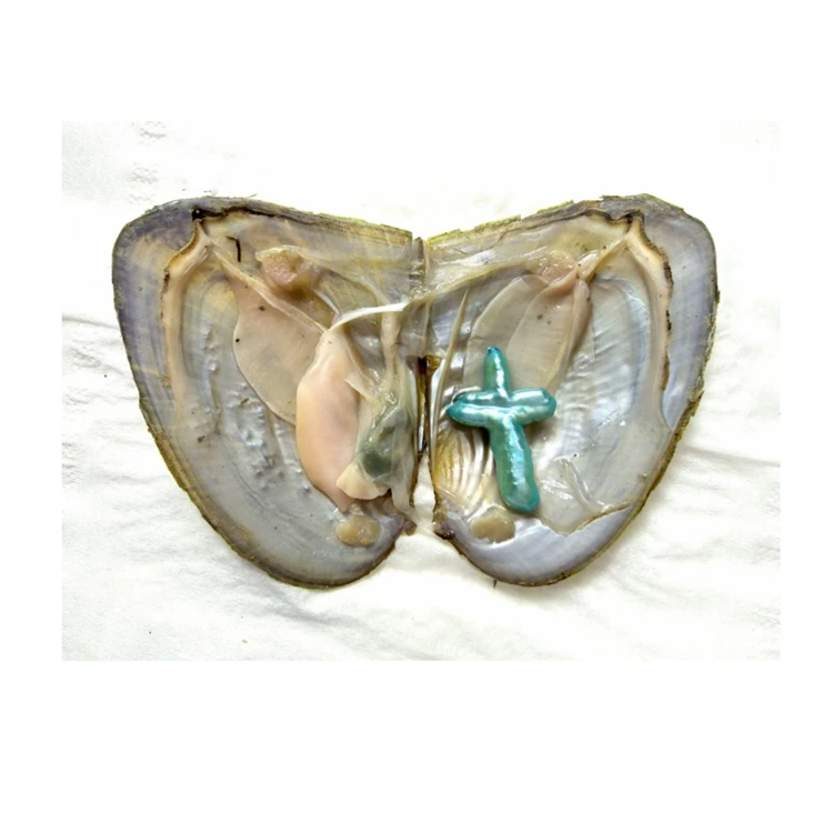 Baroque pearl live oyster cross pearls in oyster freshwater mussel beautiful colors sale beads oyster shells