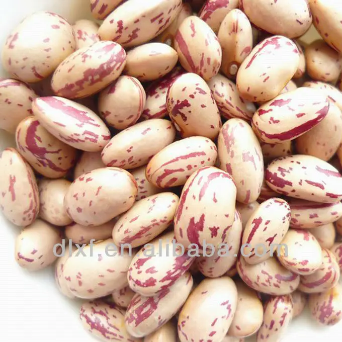 2013 crop purple speckled Kidney beans