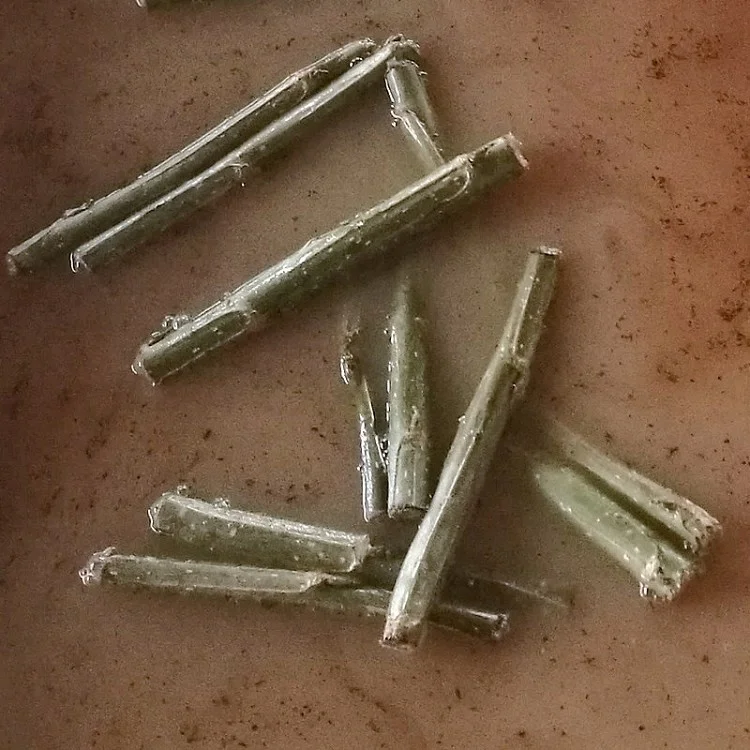 
Yang shu fast growth cold resistant not catkin male Alamo trunk cutting plants 