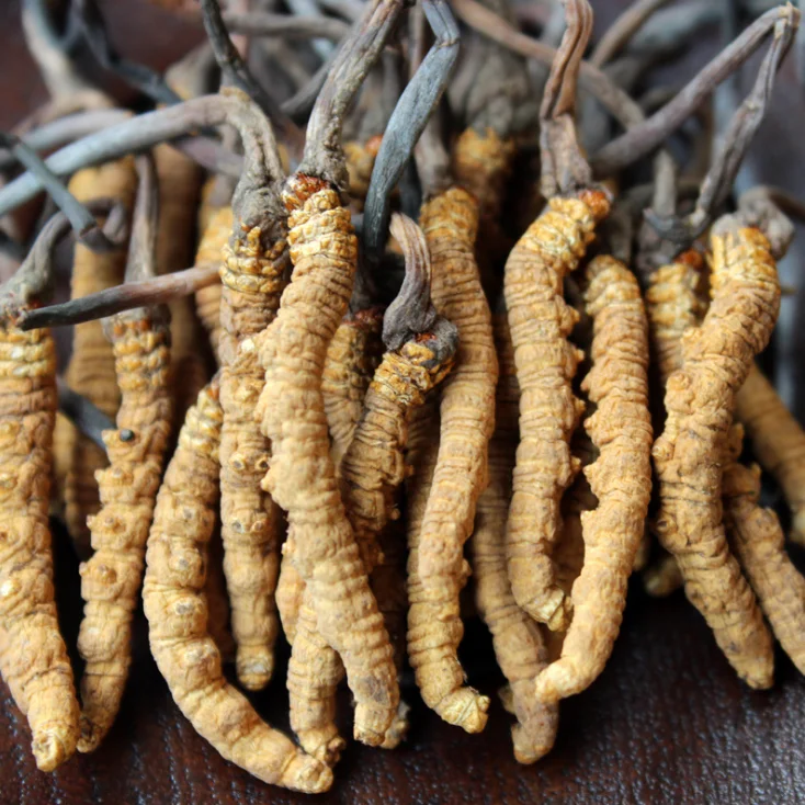 
dong chong xia cao AA grade medicine Cordyceps sinensis / caterpillar fungus 