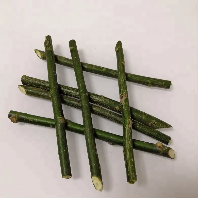 Новая резка для выращивания ивы