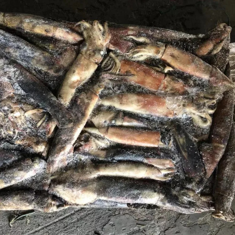 Hot Sale Frozen North Pacific Squid Neon Flying Squid For Processing Or Bait