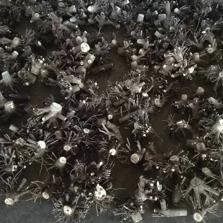 new fresh fast growth 99% survive paulownia fortunei x toemntosa 2-3years stump with quarantine certificate