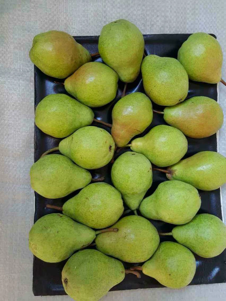 
Supplying Chinese Fresh Fruit Big Ya Pear 