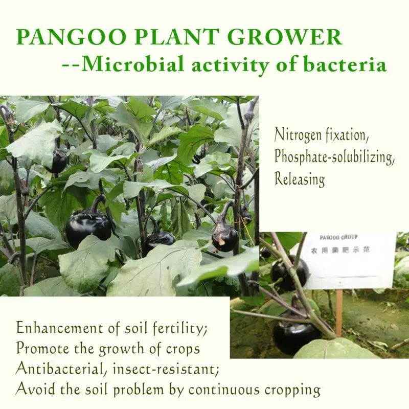 Био-удобрение Bacillus mucilaginosus для сельского хозяйства бактериальное удобрение помидоры бобы