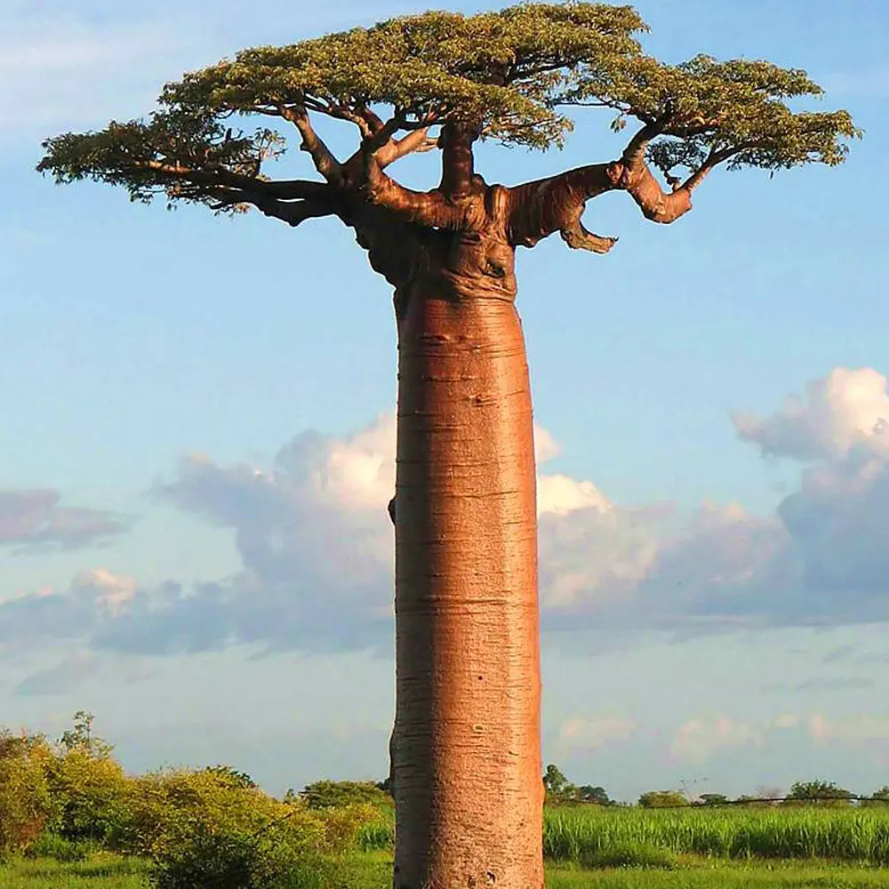 2021 monkey bread seeds for Afforestation tree