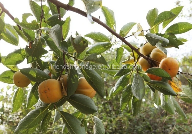 
Wholesale Excellent variety persimmon fruit seedling 
